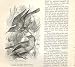6 Engravings Birds 1862 Wood'S Natural History *1