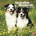 Australian Shepherds 2010 Wall