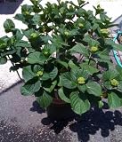 Penny Mac Hydrangea Plant Five Gallon