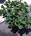 Penny Mac Hydrangea Plant Five Gallon