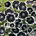 Black Nemophilia 50 Seeds/Seed - Gothic