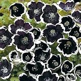 Black Nemophilia 50 Seeds/Seed - Gothic