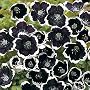 Black Nemophilia 50 Seeds - Gothic - Annual