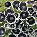 Black Nemophilia 50 Seeds - Gothic - Annual