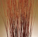 Mahogany Red Asian Willow Stems 5 ft Tall, Pack of 75