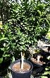 Dwarf Key or Mexican Lime Tree Five Gallon