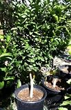 Dwarf Key or Mexican Lime Tree Five Gallon