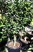 Dwarf Key or Mexican Lime Tree Five Gallon