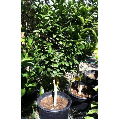 Dwarf Key or Mexican Lime Tree, Five Gallon Tree Plants Patio, Lawn & Garden
