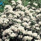 Rose Plant - White Lady Banks Rose - Gallon