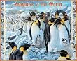 Penguins Of The World Jigsaw Puzzle 1000pc