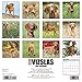 2016 Just Vizslas Wall Calendar