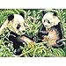 Reeves Large Acrylic Painting By Numbers - Panda