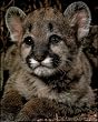 Cougar Cub (Wildlife) Photo Print Poster - 16x20