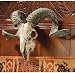 Corsican Ram Skull and Horns Wall Trophy