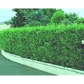 Spar-Pack Lebensbaum-Hecke  Brabant,18 Pflanzen f�r ca. 6 Meter Hecke