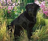 Labrador Retrievers, Black For the Love of  2009 Deluxe Wall Calendar (Multilingual Edition)
