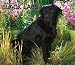 Labrador Retrievers, Black For the Love of  2009 Deluxe Wall Calendar