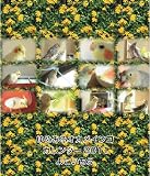 ゆめみるオカメインコカレンダー2011 (［カレンダ－］)