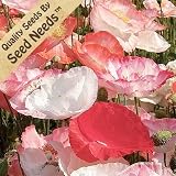 61UWKWn0RJL. SL160  5,000 Seeds, Poppy Shirley Mixture (Papaver rhoeas) Seeds By Seed Needs