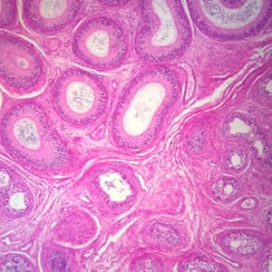 Human Epididymis Microscope Slide, sec.