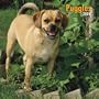 Puggles 2006 Square Wall Calendar (German, French, Spanish and English Edition)