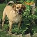 Puggles 2006 Square Wall Calendar (German, French, Spanish and English Edition)
