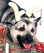Christmas Costumes for dogs - Dog Reindeer Antlers