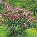Miss Canada Lilac - Syringa - Potted - Very Hardy
