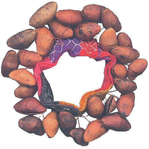 Cachos seed rattle