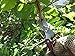 OakRidge Garden Tools Pruning Shears The Perfect Hand Pruners and Multi-Purpose Bypass Pruners - Garden Clippers and Garden Shears for Hedging and Clipping with Leather Sheath and Safety Lock