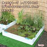 (睡蓮)池でビオトープ レイアウトセット(W120×D120×H18.5cm) ホワイト 本州・四国限定[生体]
