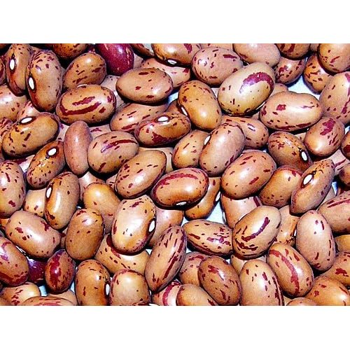 Vermont Cranberry Bean