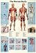 Anatomical Chart of the Human Body-Laminated