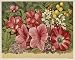 Photographic Prints of Spring Flowers 1866 from Mary Evans