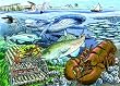 Life in the Atlantic Ocean (35 Piece Tray Puzzle) Life in the Atlantic Ocean (35 Piece Tray Puzzle)