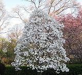 Amazon / Hirts: Magnolia: Centennial Star Magnolia - Pure White - Very Hardy