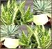 Aloe Seeds Mix - Excellent House Plants succulent for Greenhouse home with ALOE VERA (0500 Seeds)
