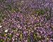 Photographic Prints of ROG-11700 Spring flower display in olive grove from Ardea Wildlife Pets