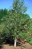 River Birch 15 Seeds - Betula - Shrubs/Trees
