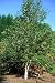 River Birch 15 Seeds