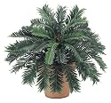 24 Inch Cycas Palm Bush x30 - Qty of 6