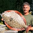 Giant 32" Taxidermy Quality Fluke Flounder Wall Mount