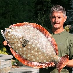 Giant 32" Taxidermy Quality Fluke Flounder Wall Mount