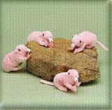 Naked Mole Rat Plush Toy 6