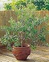 1 Olive Tree