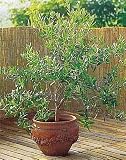 1 Olive Tree - Tree of Peace - Olea europaea - 5