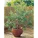 1 Olive Tree - Tree of Peace - Olea europaea - 3