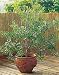 1 Olive Tree - Tree of Peace - Olea europaea - 5