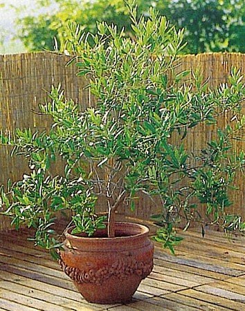 1 Olive Tree - Tree of Peace - Olea europaea - 5